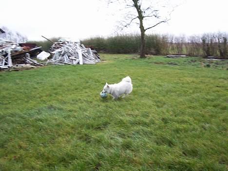 Japansk spids Suka - Suka spiller fodbold billede 3