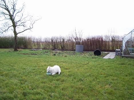 Japansk spids Suka - Suka spiller fodbold billede 4