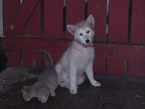 Japansk spids Suka - Suka kan også godt blive beskidt. Hun er også kattenes ven. billede 5