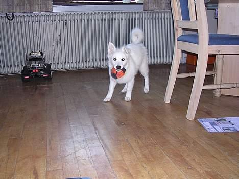 Japansk spids Suka billede 6