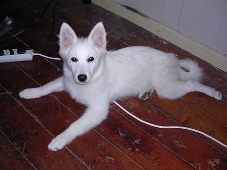 Japansk spids Suka billede 7