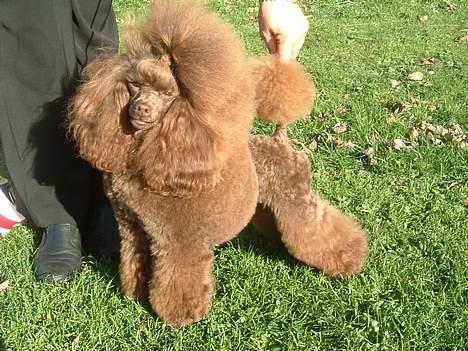 Toypuddel Tia Maria-himmelhund - Tia på udstilling i trekløverhallen cristianshede billede 1