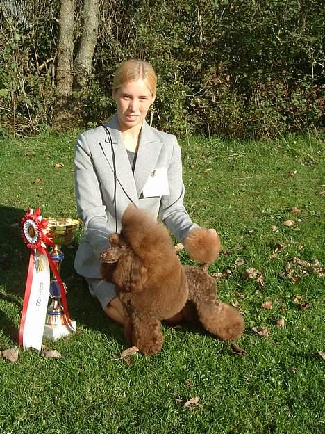 Toypuddel Tia Maria-himmelhund - Tia med sin pokal og rosett fra Best In Show i trekløverhalle billede 2