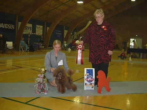 Toypuddel Tia Maria-himmelhund - Tia med pokal, rosett, premie og dommer trekløverhallen billede 3