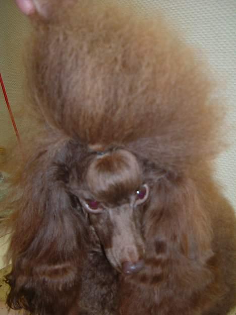 Toypuddel Tia Maria-himmelhund - Et portrett billede 4