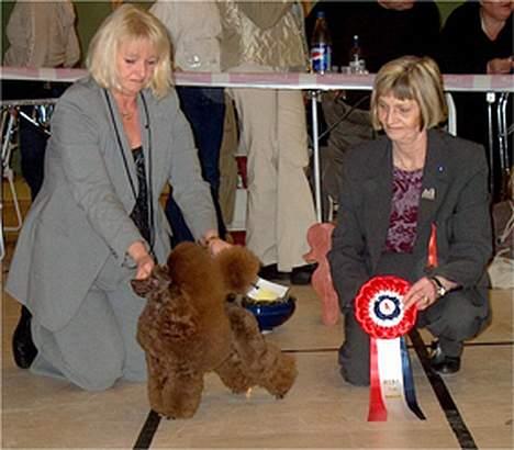 Toypuddel Tia Maria-himmelhund - Tia og min mor i bergen der hun også blev Best In Show. Premier ilag med dommer vises på bildet. billede 5