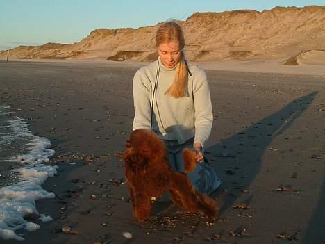 Toypuddel Tia Maria-himmelhund - Tia og meg poserer på stranden. billede 6