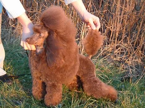 Toypuddel Tia Maria-himmelhund - Tia udenfor vår have billede 7
