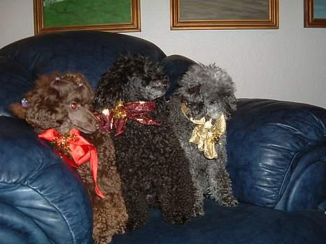 Toypuddel Tia Maria-himmelhund - Her er tia blevet klippet ned. Dette er på juleaftenen ilag med Salza og Debbie(grå) billede 8