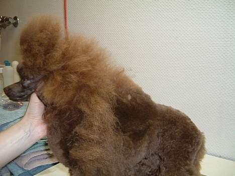 Toypuddel Tia Maria-himmelhund - Her er jeg lige begynt at klippe hende ned. billede 9