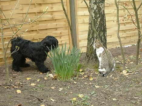 Tibetansk terrier Sir. Gavin - Naboens kat og jeg ;-) billede 1