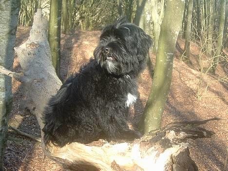 Tibetansk terrier Sir. Gavin - 24 Marts 2005, sidder højt oppe og nyder naturen.. billede 2