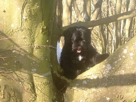 Tibetansk terrier Sir. Gavin - 24 Marts 2005, her kan jeg for en gangs skyld se ned på ejeren, istedet for op ;) billede 3