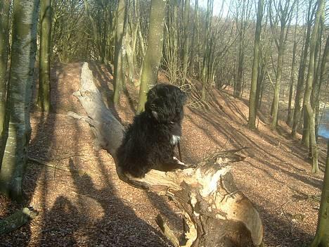 Tibetansk terrier Sir. Gavin - 24 Marts 2005, elsker det ;-) billede 4