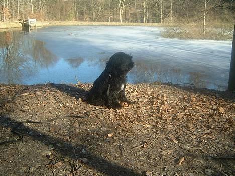 Tibetansk terrier Sir. Gavin - 24 Marts 2005, Hvad er det derover??.. billede 5