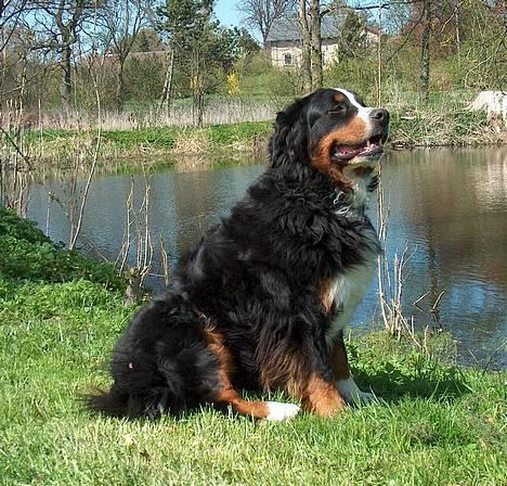 Berner sennenhund Did you call me sexy - her er sille gård.. ja ellere hendes dejlige hoved billede 9