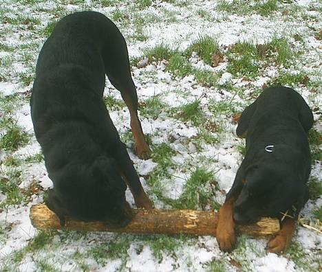 Rottweiler Tiny *18-12* - Mig & min far *S* billede 7