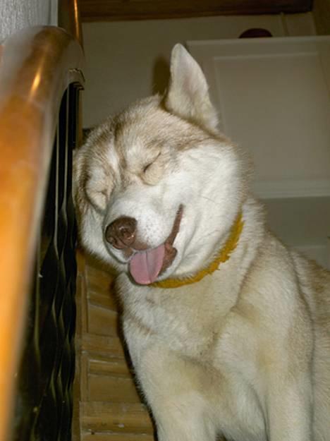 Siberian husky Some'R billede 10