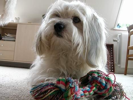 Coton de tulear Miki billede 1