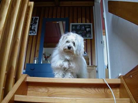 Coton de tulear Miki billede 2