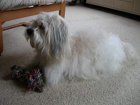 Coton de tulear Miki billede 3
