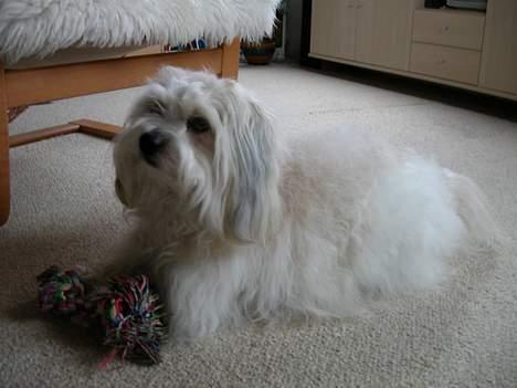 Coton de tulear Miki billede 4