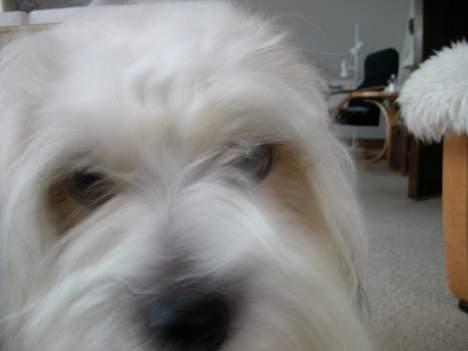 Coton de tulear Miki billede 6