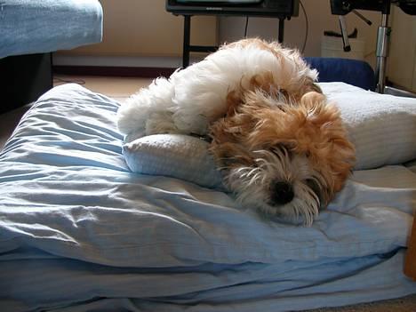 Coton de tulear Miki - Han elsker at ligge steder hvor der er blødt :) billede 5