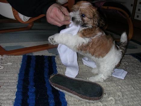 Coton de tulear Miki - Da vi lige havde fået ham billede 7