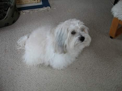 Coton de tulear Miki billede 8