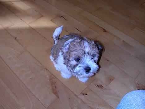 Coton de tulear Miki - Da vi lige havde fået ham.  billede 9