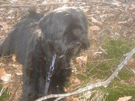 Tibetansk terrier Sir. Gavin - 24 Marts 2005, hvad skal jeg sige? billede 6