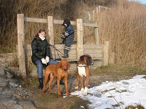 Vizsla Spike 15/9 - En søndag på røsnæs, med famillien...  billede 2