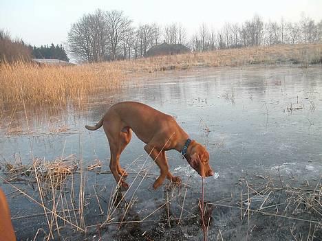 Vizsla Spike 15/9 - Øv.. Vandet er stift..... billede 3
