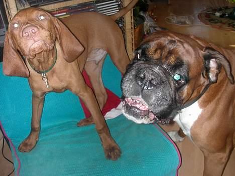 Vizsla Spike 15/9 - Lidt leg med Viktor er rart...men jeg må passe på. han er en gammel dreng på 9år...... billede 4