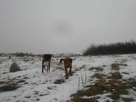 Vizsla Spike 15/9 - jeg er pokkers skrap til hjemkald.... billede 5