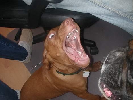 Vizsla Spike 15/9 - Er Jeg ikke farlig? billede 6