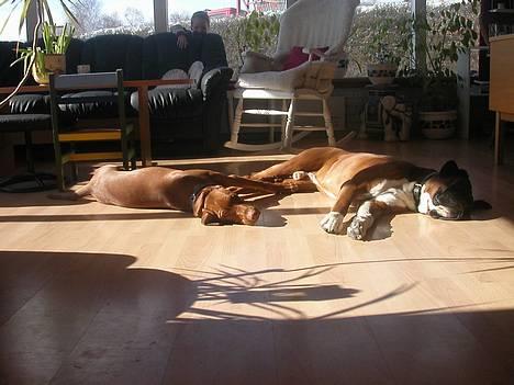 Vizsla Spike 15/9 - Du skal ikke komme og forstyre mig nu.. der er så godt her i solen. billede 7