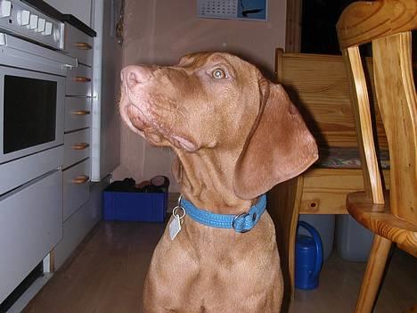 Vizsla Spike 15/9 - Mon den Culottesteg er til mig? billede 8