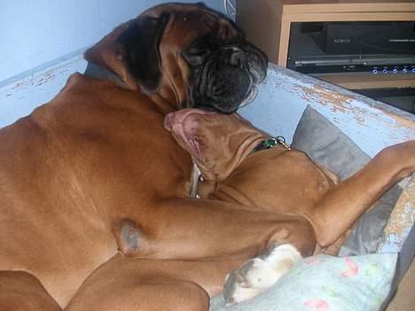 Vizsla Spike 15/9 - Ja, han passer godt på mig. billede 9