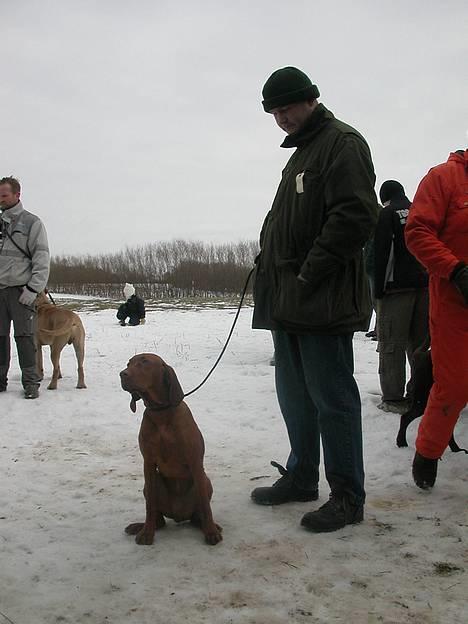 Vizsla Spike 15/9 - Her efter prøven kunne han da godt slippe mig så jeg kunne snuse et par hunde numser... billede 10