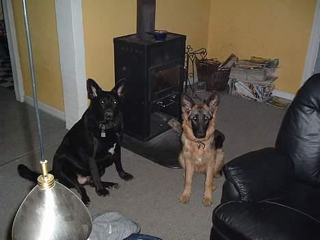 Schæferhund LINE - KING og LINE..KING er her desværre ikke mer... billede 1