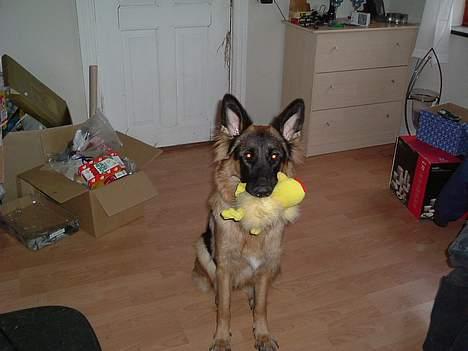 Schæferhund LINE - mig og min kylling lige efter jul man kan se div gave inpakninger bag mig billede 2