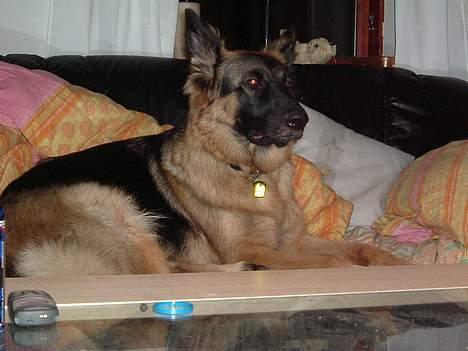 Schæferhund LINE - ja lidt sofa må jeg vel ha billede 3