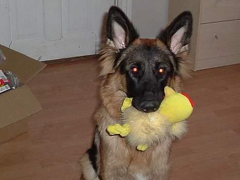 Schæferhund LINE - mig og kylling igen billede 4