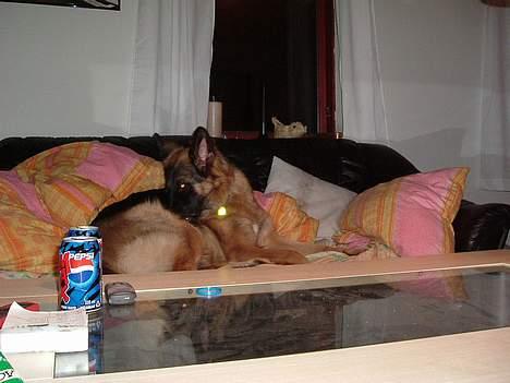 Schæferhund LINE billede 5