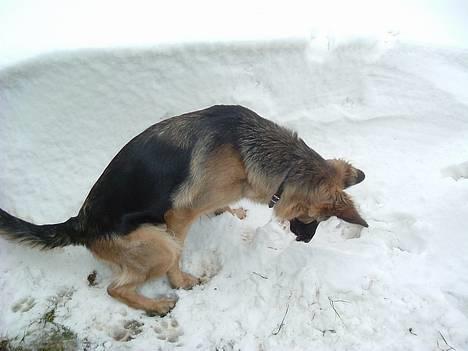 Schæferhund LINE - jeg er sikker på jeg lagde mit ben her igår men der er kommet noget hvidt stads som er sjovt og lege i billede 6