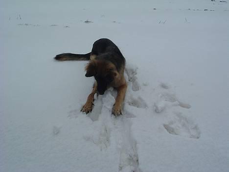 Schæferhund LINE - måske det ligger her kigger lige billede 7