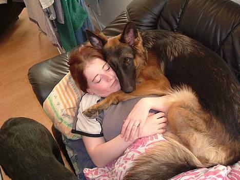 Schæferhund LINE - elsker og putte med mor billede 8