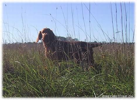 Irsk setter Hanna - Hanna er her 11 uger på tur i den store værlden billede 2